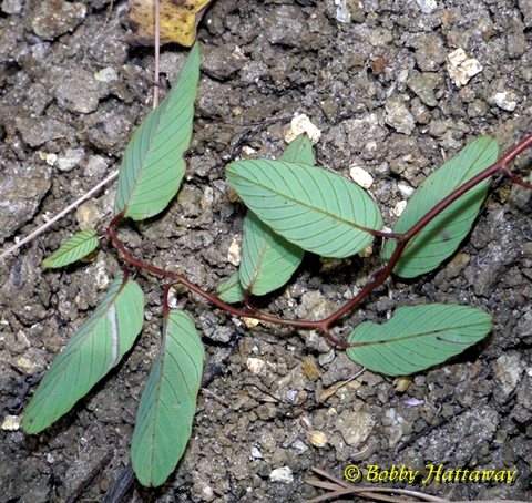 {Berchemia scandens}